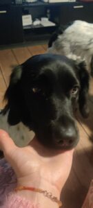 Jeg har ingen 3D printer .. endnu så har ikke printet noget.. men vil da gerne vinde en 3D printer.. så jeg kunne deltage i konkurrencen. Jeg ville nok 3D printe en model af min hund..